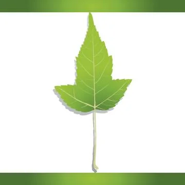 Amur maple leaf Stock Illustration