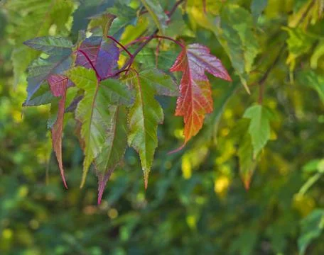 Amur maple leaves in fall Stock Photos