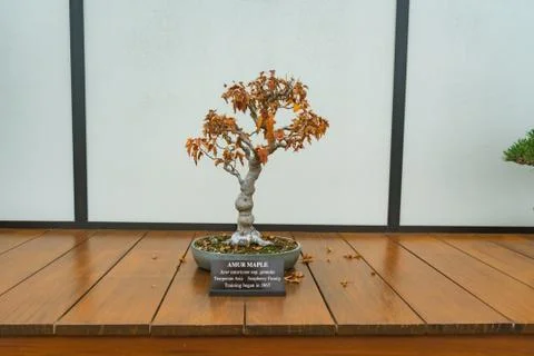 Amur Maple tree Stock Photos