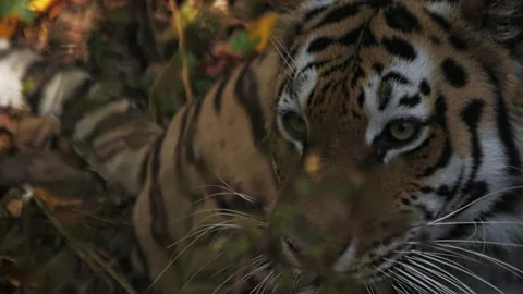The Amur rests in the bushes Stock Footage 221835974