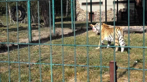 The Amur Siberian tiger eats raw meat. Stock Footage 94735770