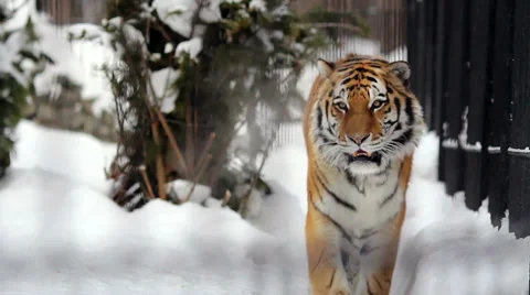 Amur (siberian) tiger Video stock 35911334