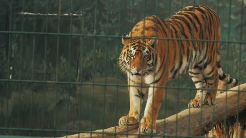 Amur tiger behind bars in full growth standing on a log (panthera tigris alta Stock Footage 102547814