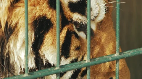 Amur tiger behind bars. muzzle close up (panthera tigris altaica) Stock Footage 102547900
