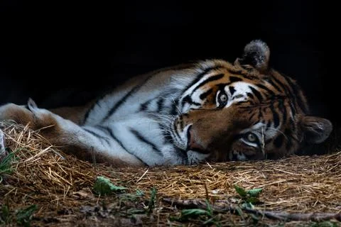 Amur tiger (captive) Foto stock