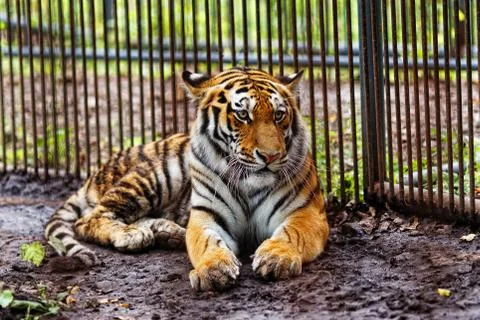 Amur tiger in captivity. Stock Photos