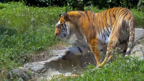 Amur Tiger drinking water from stream and then walking through the trees Stock Footage 114633443