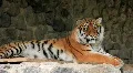 Amur tiger HD Footage