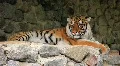 Amur tiger HD Footage