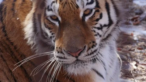 Amur tiger Stock Footage 72611527