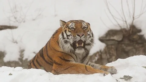 Amur Tiger Stock Footage 78192646