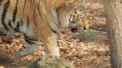Amur tiger in the forest Stock Footage 66111603