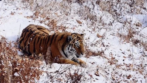Amur tiger lay in winter forest Stock Footage 72410393