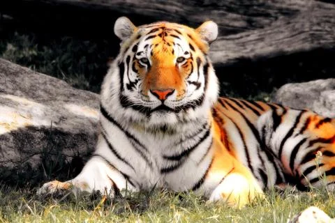 AMUR TIGER Stock Photos
