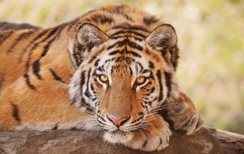 Amur tiger Stock Photos