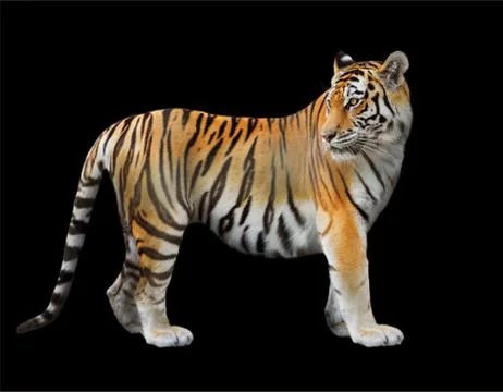 The Amur tiger Stock Photos