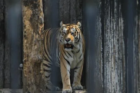 Amur tiger Stock Photos