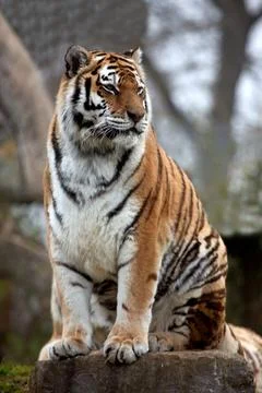 Amur Tiger Stock Photos