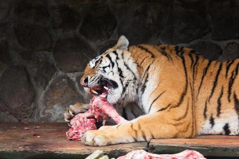 Amur tiger in the process of eating 스톡 사진