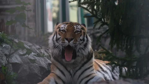 The Amur tiger is resting and yawning Stock Footage