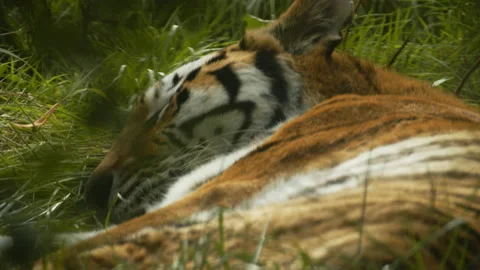 Amur Tiger sleeping in grass Close up Stock Footage 162423176