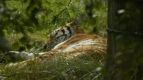 Amur Tiger sleeping in grass Stock Footage 162423152