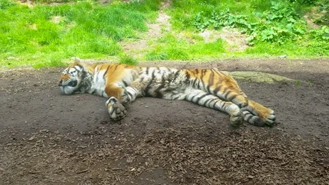 An Amur tiger sleeping on the ground. Stock Footage 154359577