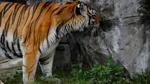 Amur tiger in summer Stock Footage 90423577
