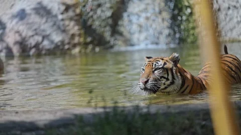 Amur tiger swims through clear water in the summer heat, showcasing its power Stock Footage 299653908