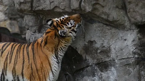 Amur tiger walking Stock Footage 69915928