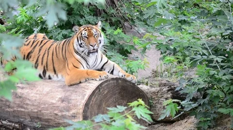 Amur tiger in the wild Stock Footage 7753378