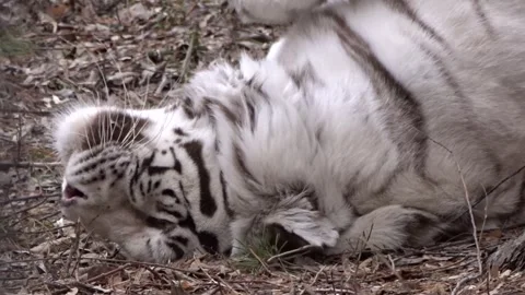 Amur White Tiger Stock Footage 274291786