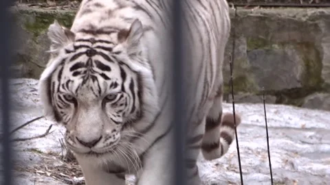 Amur White Tiger Video stock 274291789