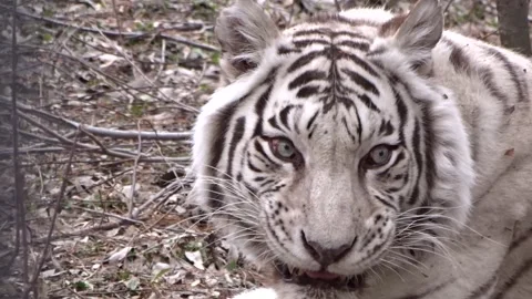 Amur White Tiger Stock Footage 274291803