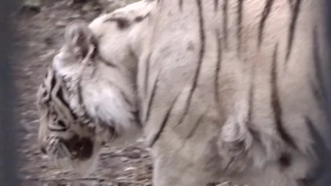 Amur White Tiger Stock Footage 274291816
