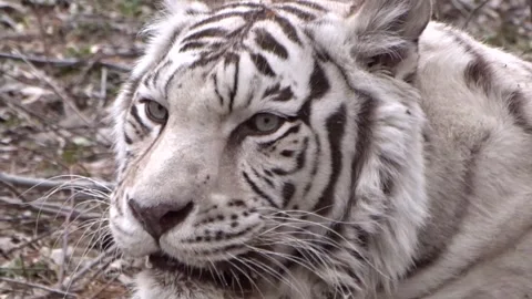 Amur White Tiger Stock Footage 274291818