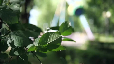 Amusement park in the background and tree leaves. Park and amusement park. Stock Footage 314307259