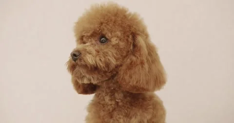 The amusing canine sat calmly at the grooming salon or veterinary clinic. Stock Footage 315434893
