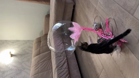 An amusing cat is batting at balloons, tumbling and bouncing around Stock Footage 311081891