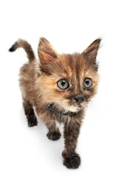 Amusing cat Stock Photos