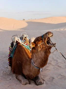 Amusing close up of camel's face in the Sahara desert Stock Photos