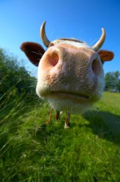 Amusing close-up cow's mug Foto stock
