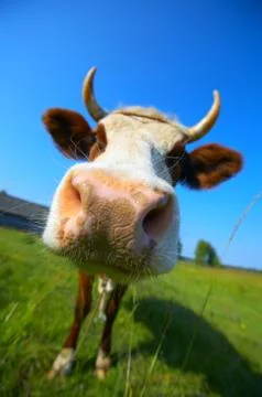 Amusing close-up cow's mug 写真素材