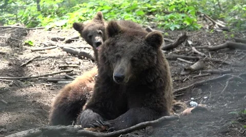 Amusing cub bear climbing mother bear Stock Footage 60954628