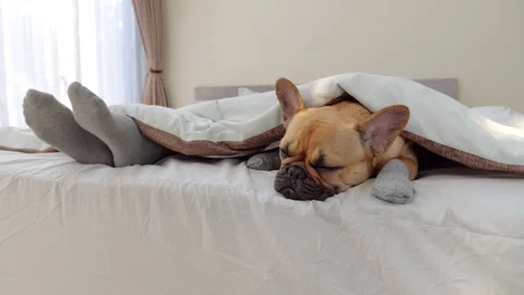 Amusing dog lying on bed under blanket near woman feet Stock Footage 310720331
