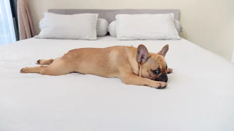Amusing dog lying stretched out on bed in day time, only eyes moving Stock Footage 310719552