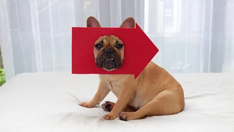 Amusing dog shows right pointing arrow, wearing in on head Video stock 310718719