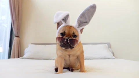 Amusing dog sits with bunny ears on head and lowered aviator sunglasses Stock Footage 310719291