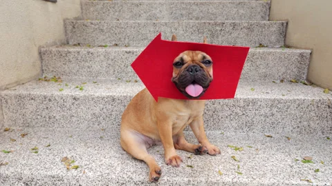 Amusing dog wearing a red arrow mask on head panting on stairs Stock Footage 310715617
