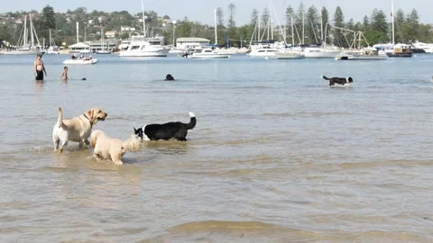 Amusing dogs enjoying the sea  4K Video stock 143063296